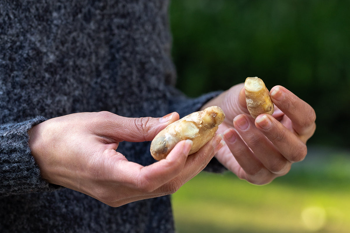 Ginger in Ayurveda