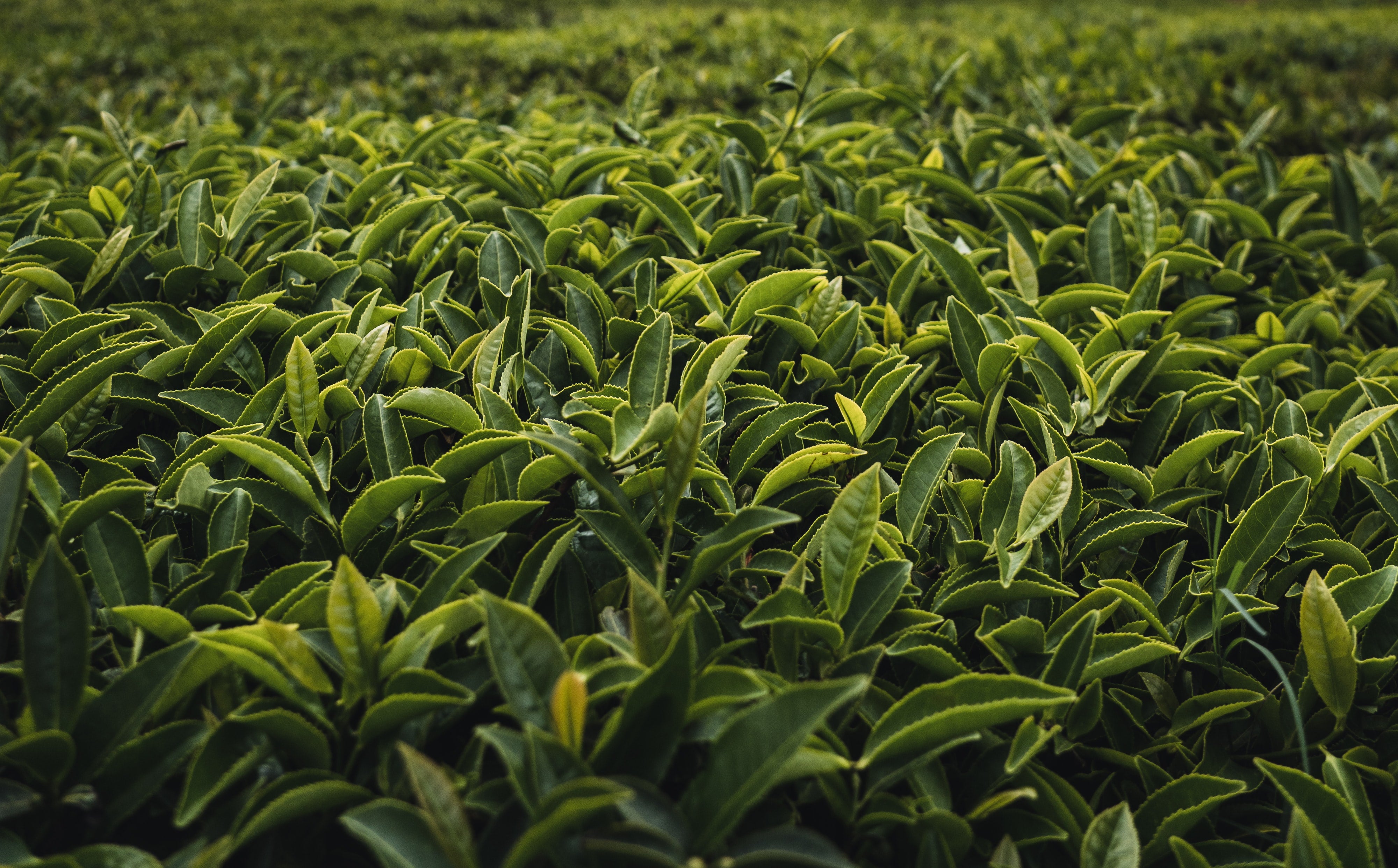Beginner's Guide To The World of Teas