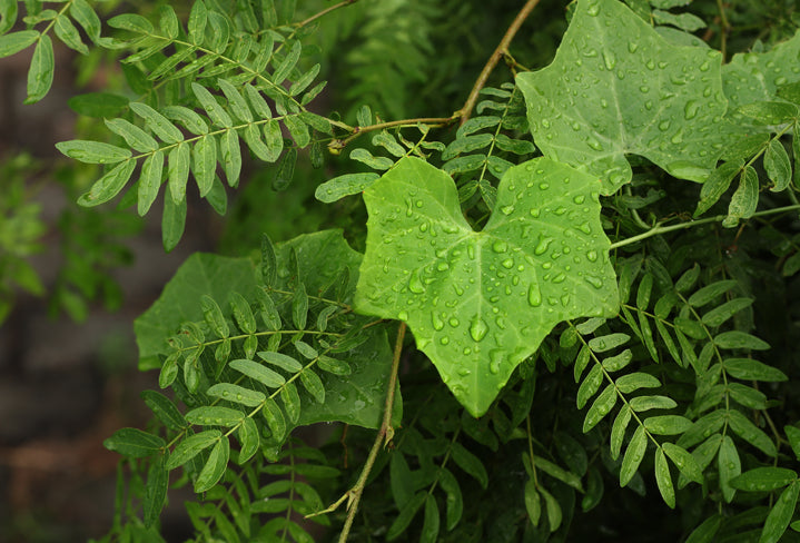 Balancing Vata During Monsoons